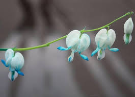 Heirloom Heart Flower Seeds for Planting | Non-GMO, High Germination, Organic Garden Seeds