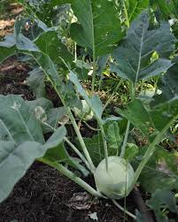 Natoora Vegetable Seeds – Heirloom Non-GMO Premium Garden Heirloom Seeds for Planting, High Germination