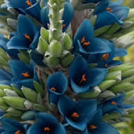 Green Blue Puya Flower Seeds for Planting | Heirloom Non-GMO High Germination Organic Seeds