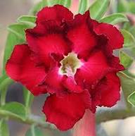 Burgundy Adenium Flower Seeds for Planting – Heirloom, Non-GMO, High Germination Organic Garden Seeds