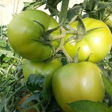 Green Tomato flower seeds for planting - Heirloom & Non-GMO Garden seeds