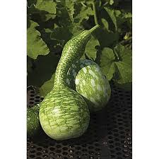 Swan Gourd Seeds for Planting – Heirloom, Non-GMO, High Germination Organic Ornamental Garden Seeds