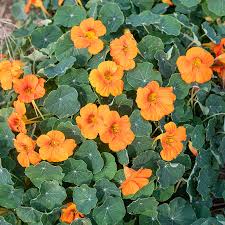 Orange Hanging Nasturtium Seeds for Planting – Heirloom, Non-GMO, Bright Blooms, High Germination Organic Garden Seeds