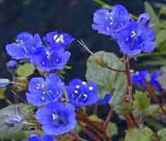 Bluebell Flower seeds for Planting - Hardy Variety, Heirloom & GMO Free Seeds for Home Garden