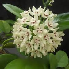 Green Black Carnosa Flower Seeds for Planting - Heirloom, Non-GMO, High Germination Organic Garden Seeds