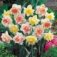 Cream Orange Daffodil Flower Seeds for Planting – Heirloom, Non-GMO, High Germination Organic Garden Seeds