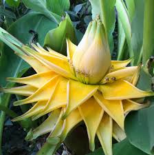 White Musella Lasiocarpa Plant Seeds for Planting – Rare Ornamental Banana Lotus