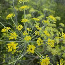 Anise Herb Seeds for Planting – Heirloom, Non-GMO (Pimpinella anisum) Seeds for Culinary & Medicinal Gardens