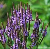 Blue Verbena Hastata Flower Seeds for Planting | Heirloom Non-GMO Organic Garden Seeds, Colorful Display, High Germination