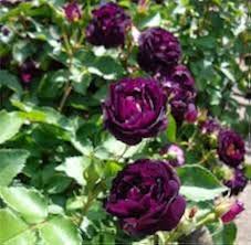 Light Purple Climbing Rose Flower Seeds for Planting – Premium Heirloom, Non-GMO Seeds for Home Garden