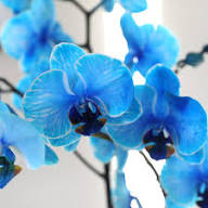 Sky Blue Butterfly Orchid Flower Seeds for Planting – Heirloom, Non-GMO, High Germination Organic Garden Seeds
