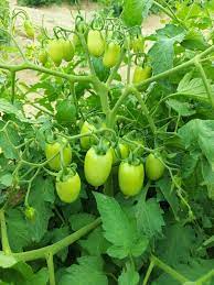 Green Tomato flower seeds for planting - Heirloom & Non-GMO Garden seeds