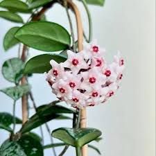 Green Black Carnosa Flower Seeds for Planting - Heirloom, Non-GMO, High Germination Organic Garden Seeds