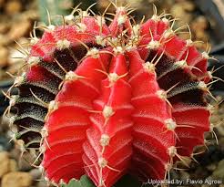 Mihanovichii Plant Seeds for Planting – Heirloom Non-GMO Organic Garden Seeds – Ornamental Cactus Perfect for Indoors
