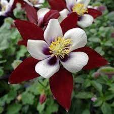 Red White Columbine Flower seeds for Planting - Compact Growth, Heirloom & GMO Free Seeds for Home Garden