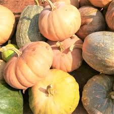 Speckled Hound Pumpkin Seeds for Planting – Heirloom Non-GMO Edible & Ornamental – Organic Garden Seeds