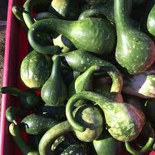 Swan Gourd Seeds for Planting – Heirloom, Non-GMO, High Germination Organic Ornamental Garden Seeds