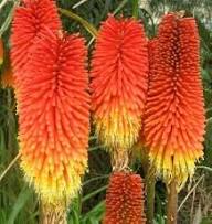 Red Kniphofia Caulescens Flower Seeds for Planting | Heirloom Non-GMO Organic Garden Seeds