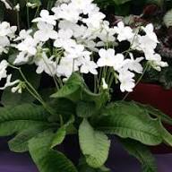 Streptocarpus Flower Seeds for Planting – Heirloom, Non-GMO Easy to Grow, High Germination Seeds
