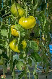 Green Cherokee Tomato Seeds for Planting – Heirloom & Non-GMO Vegetable Seeds for Fresh Harvests