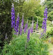 Blue Aconitum Flower Seeds for Planting – Heirloom Non-GMO High Germination Monkshood Blooms