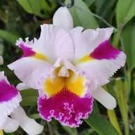 Pink Cattleya Flower Seeds for Planting | Heirloom Non-GMO High Germination Organic Garden Seeds