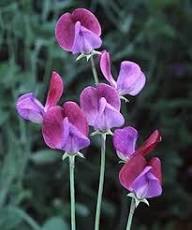 Heirloom Sweet Pea Flower Seeds for Planting – Non-GMO, High Germination Organic Garden Seeds