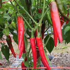 Green Red Chili Seeds for Planting – Heirloom Non-GMO Spicy Pepper Vegetable Seeds with High Germination for Organic Gardens