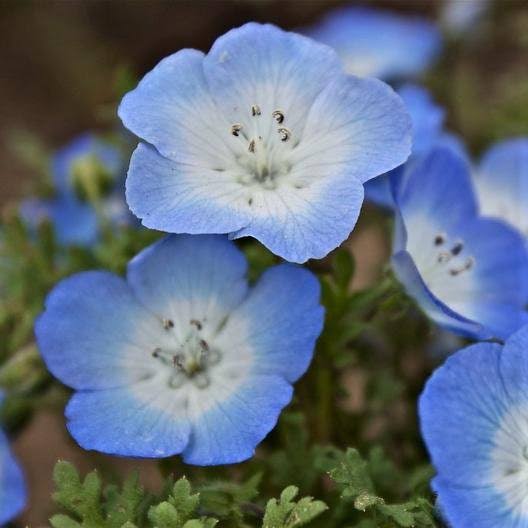 Nemophila menziesii (Baby Blue Eyes) Flower Seeds