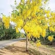 Yellow Moist Wetland Flower Seeds for Planting | Heirloom Non-GMO High Germination Organic Garden Seeds