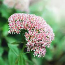 Pink Sedum Stolon Flower Seeds for Planting - Garden Favorite, Heirloom & GMO Free Seeds for Home Garden Non-GMO