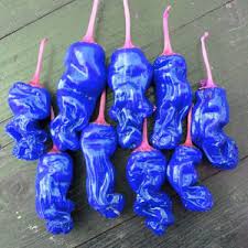 Chili Sky Blue Seeds for Planting – Heirloom, Non-GMO, High Germination Organic Garden Seeds for Ornamental Chili Plants