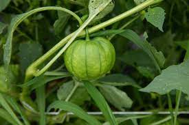Fresh Green Tomatillo flower seeds for planting - Heirloom & Non-GMO Garden seeds