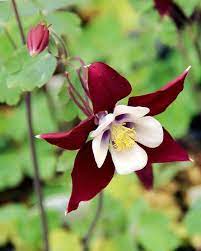 Red White Columbine Flower seeds for Planting - Compact Growth, Heirloom & GMO Free Seeds for Home Garden
