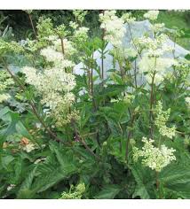 Meadowsweet Plant Seeds for Planting – Heirloom, Non-GMO Medicinal Herb (Filipendula ulmaria)