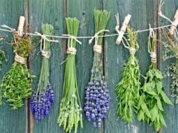 Aromatic Plants and Vegetable Seeds for Planting – Heirloom, Non-GMO, High Germination Organic Garden Seeds, Fragrant & Flavorful Mix