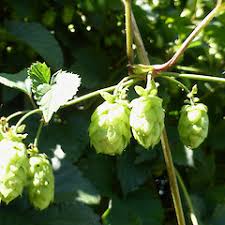 Khaki Green Humulus Lupulus Flower Seeds for Planting - Heirloom, Non-GMO, High Germination Organic Garden Seeds