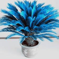 Blue Cycas Flower Seeds for Planting – Heirloom, Non-GMO, High Germination Organic Garden Seeds