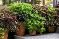 Hosta Coleus Flower Seeds for Planting | Heirloom Non-GMO Organic Garden Seeds
