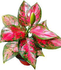Aglaonema Flower Seeds for Planting – Heirloom, Non-GMO, Low Maintenance, High Germination