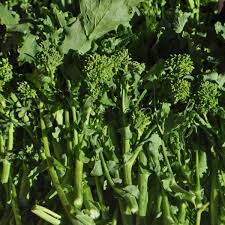 Rapini Broccolini Vegetable Seeds for Planting – Heirloom & Non-GMO Greens for Gourmet Kitchen Gardens