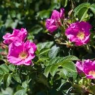 Pink Rugosa Rose Flower Seeds for Planting – Vibrant Colors, Heirloom, Non-GMO, High Germination Organic Garden Seeds