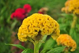 Heirloom Rooster Flower Seeds for Planting – Colorful Display, Non-GMO, High Germination