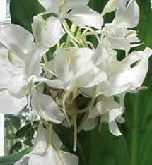 Coronarium Flower Seeds for Planting – Heirloom, Non-GMO, Cut Flower Favorite Organic Garden Seeds