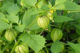 Fresh Green Tomatillo flower seeds for planting - Heirloom & Non-GMO Garden seeds
