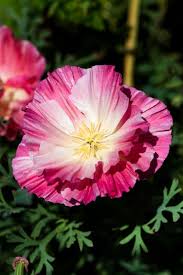 Pink Eschscholtzia Flower Seeds for Planting – Heirloom, Non-GMO, Seasonal Bloomer Organic Garden Seeds with High Germination