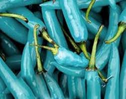 Chili Sky Blue Seeds for Planting – Heirloom, Non-GMO, High Germination Organic Garden Seeds for Ornamental Chili Plants