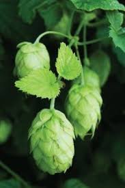 Khaki Green Humulus Lupulus Flower Seeds for Planting - Heirloom, Non-GMO, High Germination Organic Garden Seeds
