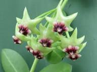 Green Maroon Hoya Flower Seeds for Planting - Heirloom, Non-GMO, High Germination Organic Garden Seeds