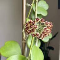 Hoya Kerrii Seeds for Planting Heirloom Non-GMO High Germination Organic Garden Seeds